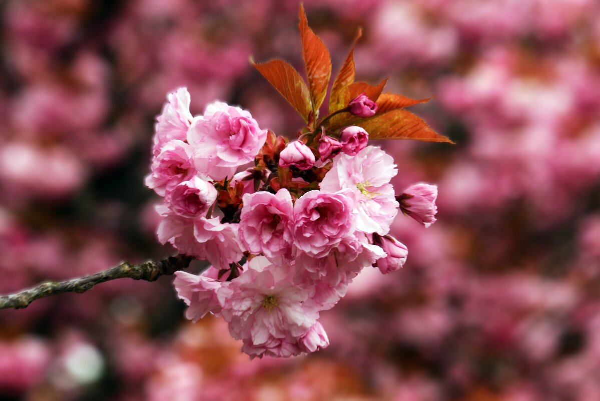 Сакура цветёт - Юрий. Шмаков