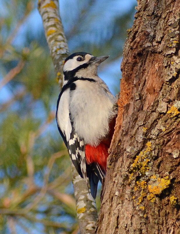 БПД - Владислав Иопек БПД - Владислав Иопек