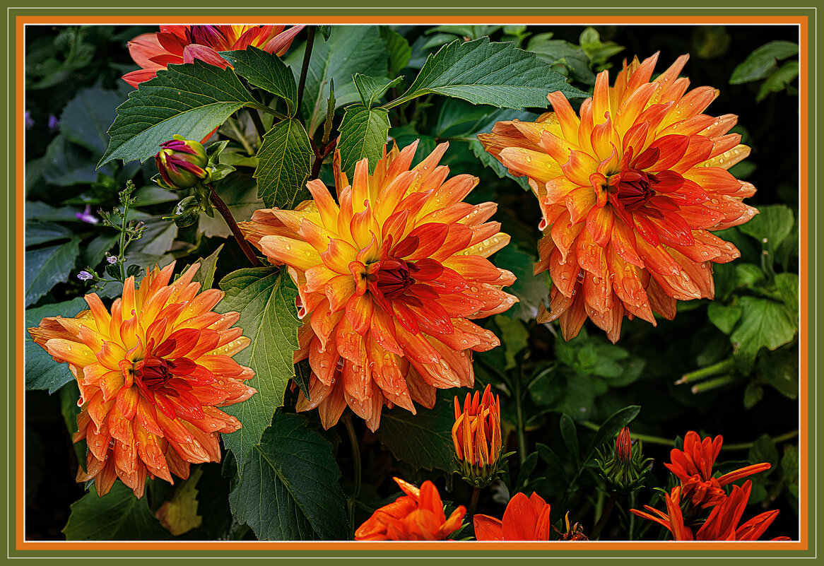 Цветение - Владимир Кроливец Цветение - Владимир Кроливец