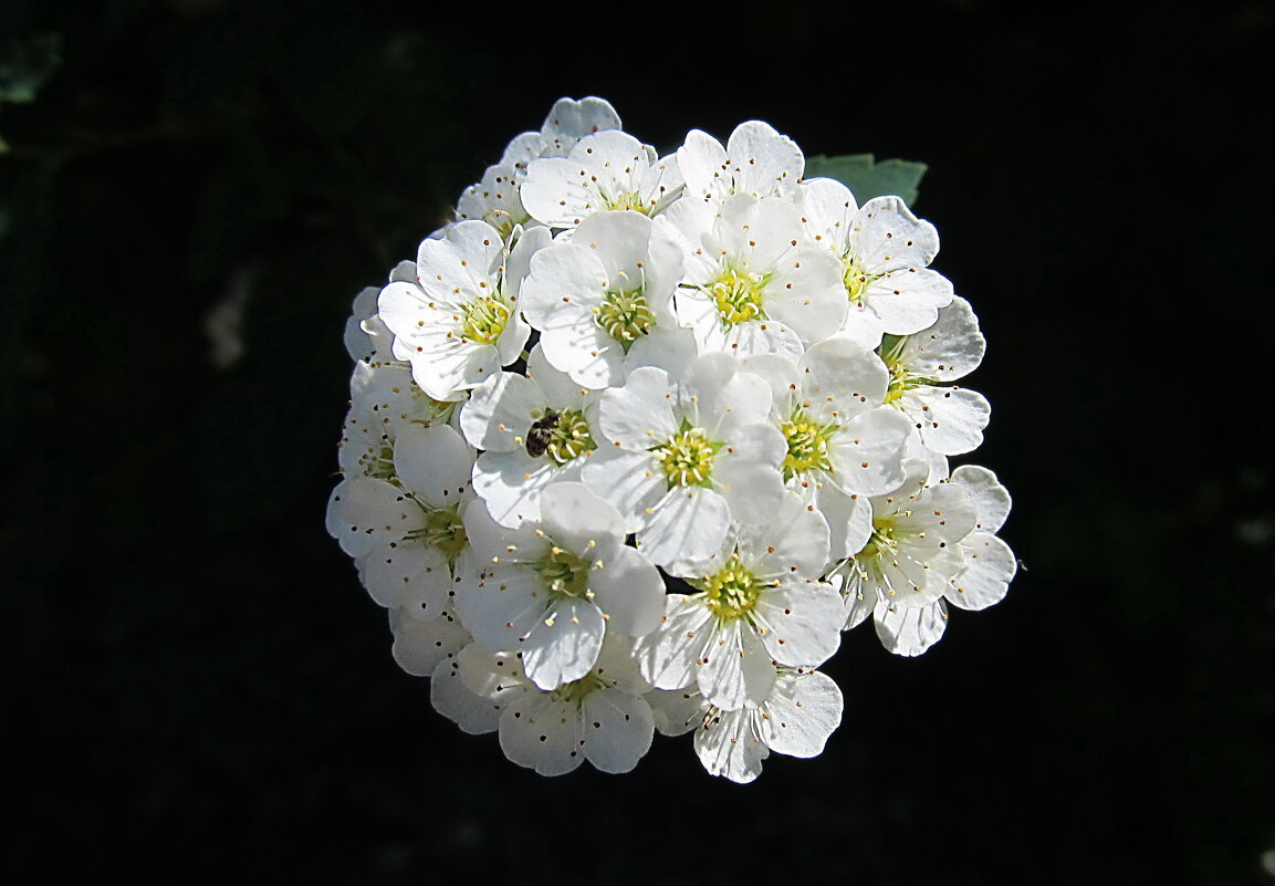 Спирея - PRP Спирея - PRP