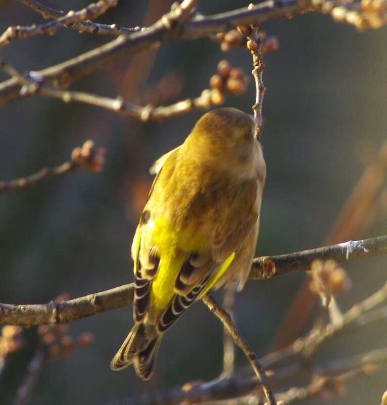 Зеленушка - вид сверху. Утро... - Юрий Куликов Зеленушка - вид сверху. Утро... - Юрий Куликов