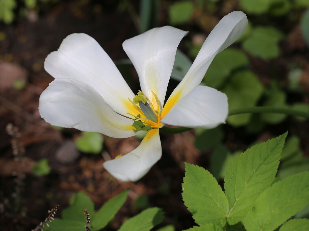 Тюльпан - ZNatasha -