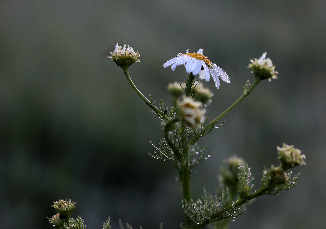 Просто ромашка утром - Анатолий Герасимов