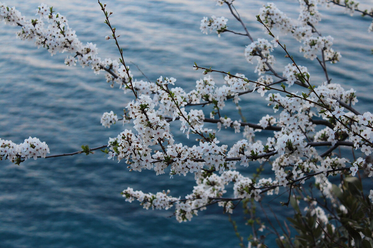 Цветение вишни - Августина Цветение вишни - Августина