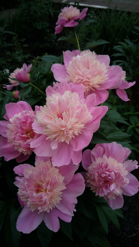 ,,, - Сергей Тимоновский