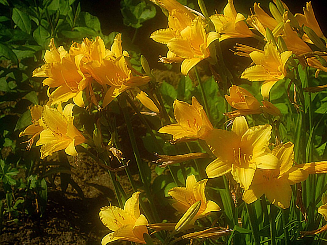 Солнечные - Елена Семигина Солнечные - Елена Семигина