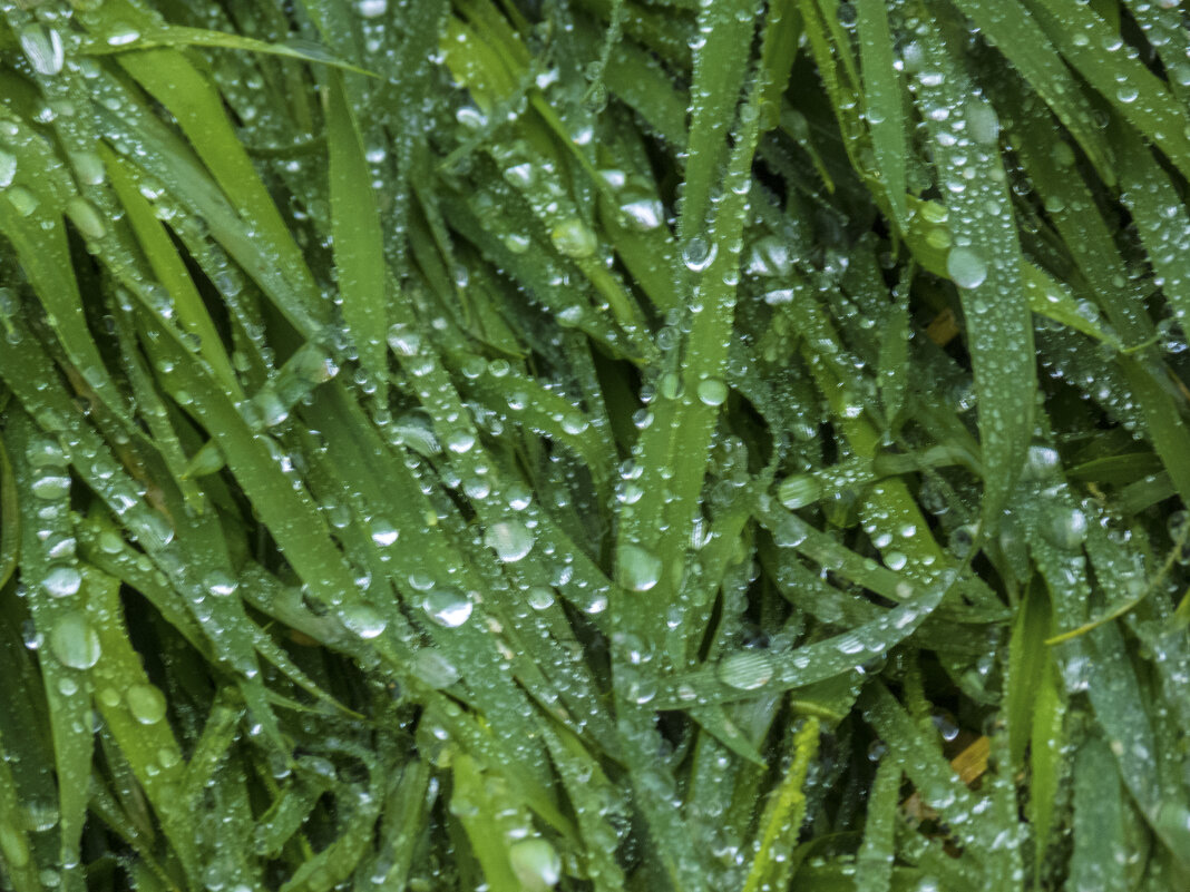 Серебро  дождя - Валентин Семчишин