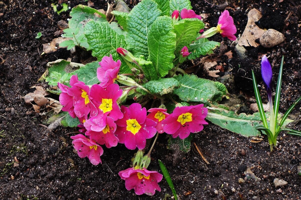 Примула - Рита Симонова