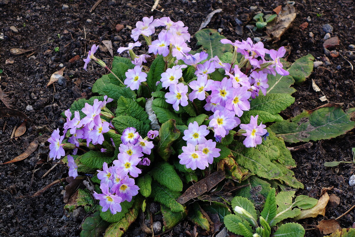 Примула - Рита Симонова Примула - Рита Симонова