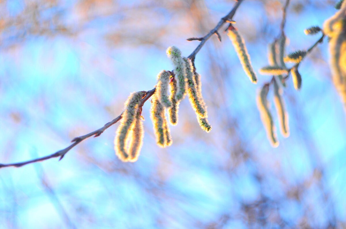 ... Апрель..... Время первых... - Георгий Никонов