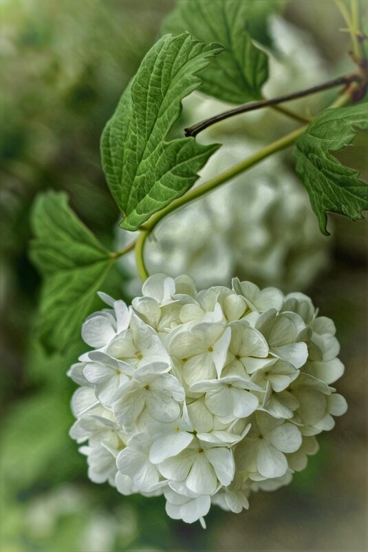 * - Оксана Н.