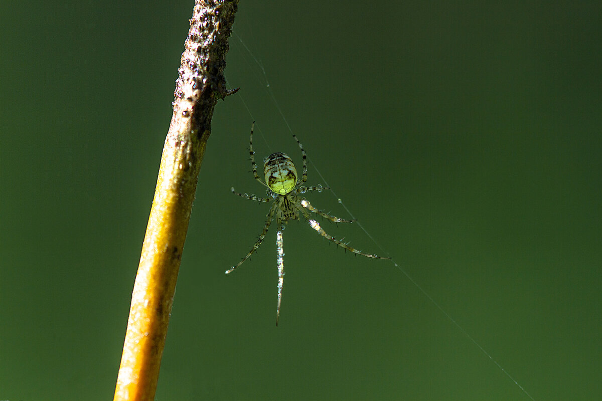Паучок - Андрей Пристяжнюк