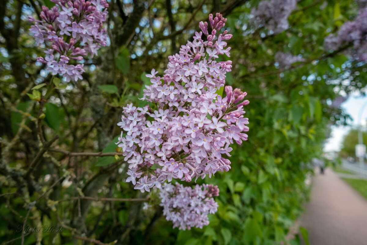Апрельская сирень... - Николай Гирш Апрельская сирень... - Николай Гирш