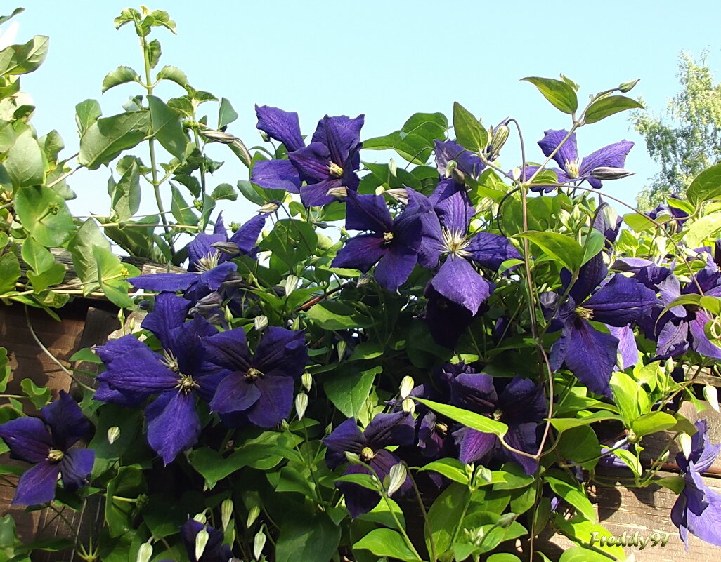 Клематис - Freddy 97 Клематис - Freddy 97