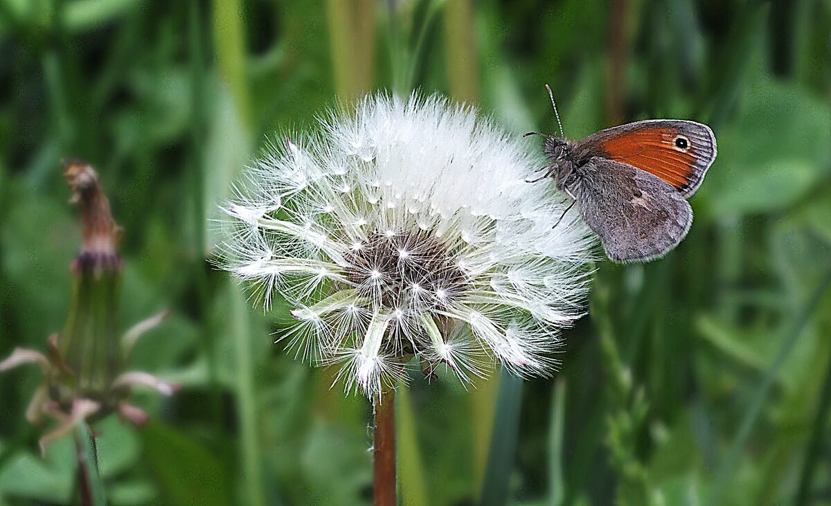 ** - Зоя Мишина ** - Зоя Мишина