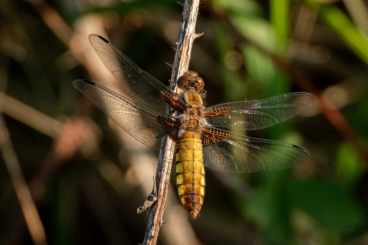 Стрекоза плоская... - Николай Гирш