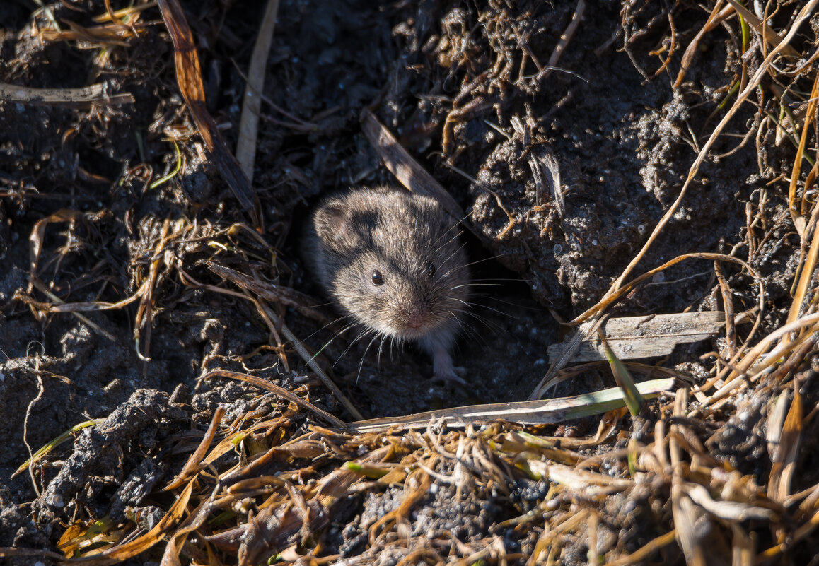 Полёвка выглядывает из норки - Дарья Меркулова Полёвка выглядывает из норки - Дарья Меркулова