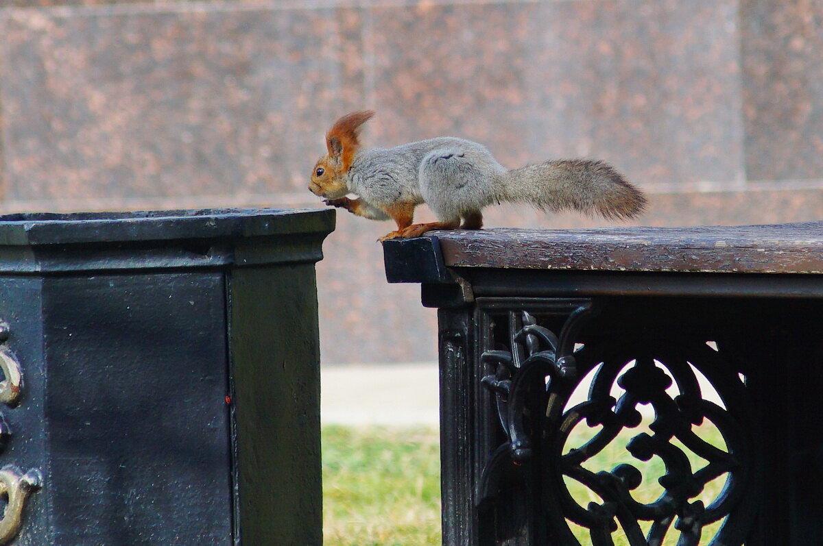 Шкодница... - Николай Саржанов