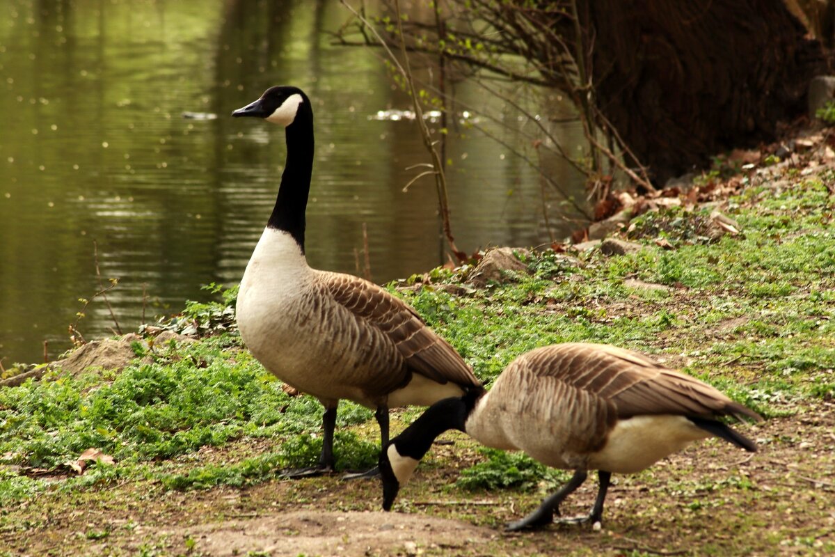 Прогулка - Юрий. Шмаков Прогулка - Юрий. Шмаков