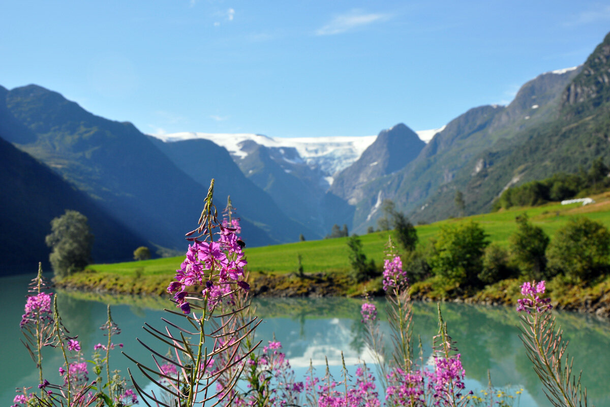 Иван-чай - Ирина Ватолина Иван-чай - Ирина Ватолина