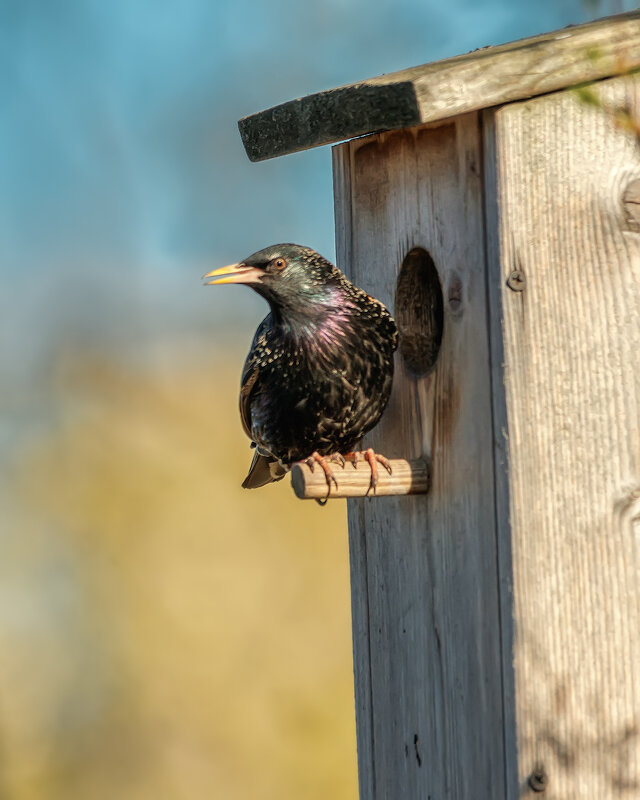Весна - Владимир Колесников