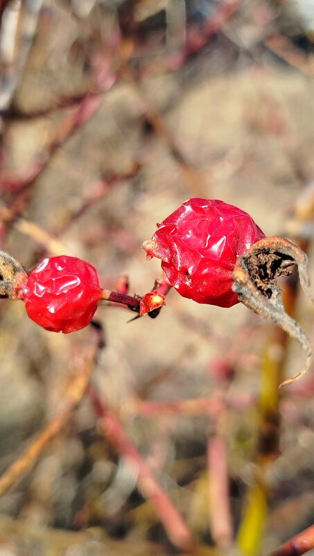 прошлогодний шиповник - светлана льдокова прошлогодний шиповник - светлана льдокова