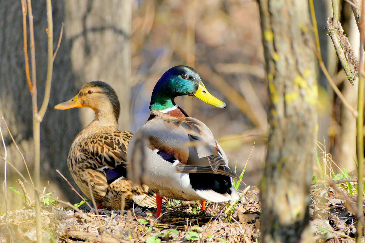 природа начала апреля 3 - Александр Прокудин природа начала апреля 3 - Александр Прокудин