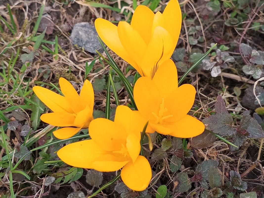 Крокус - Сапсан 