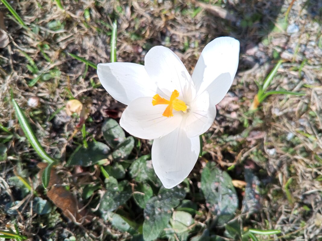 Крокус - Сапсан 