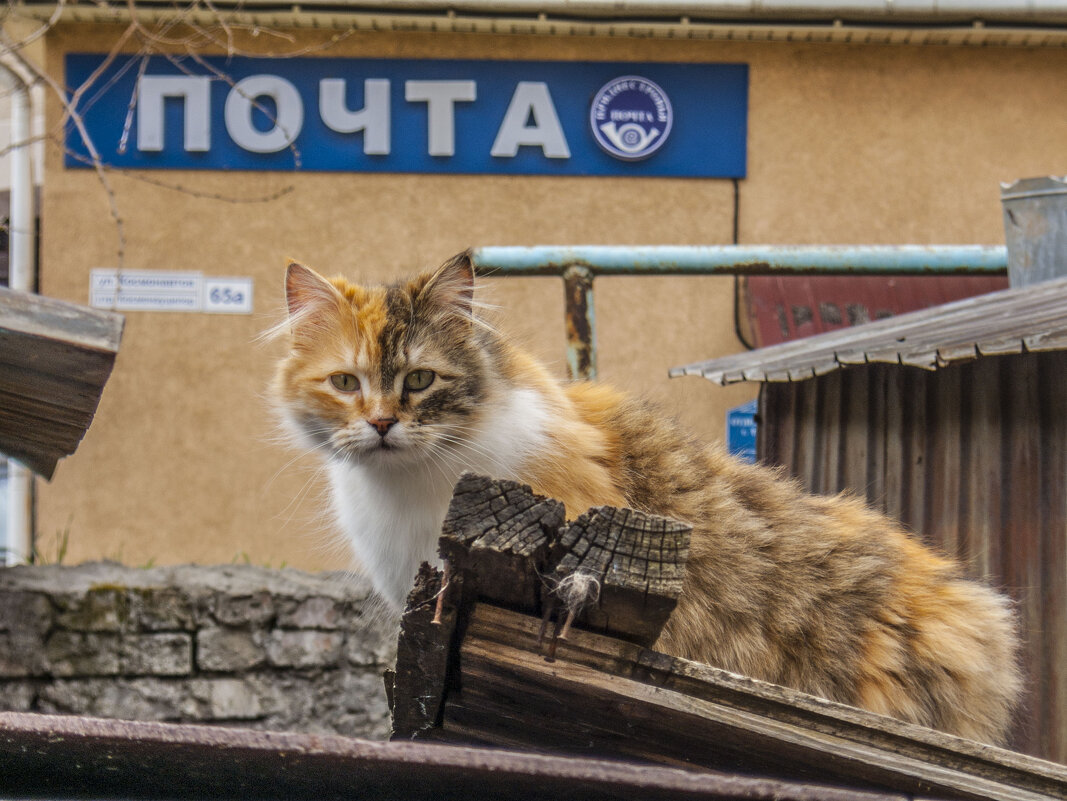 Портрет почтового Кота - Коля Лукашов Портрет почтового Кота - Коля Лукашов