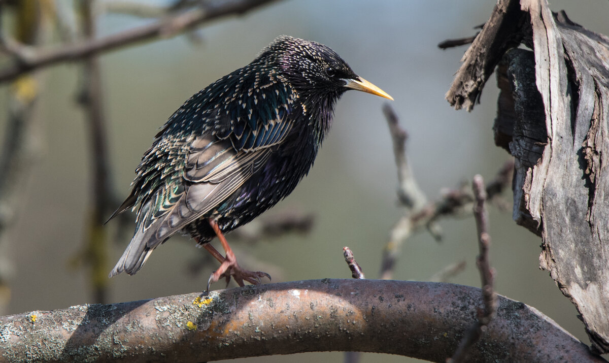 **** - Владимир Безбородов