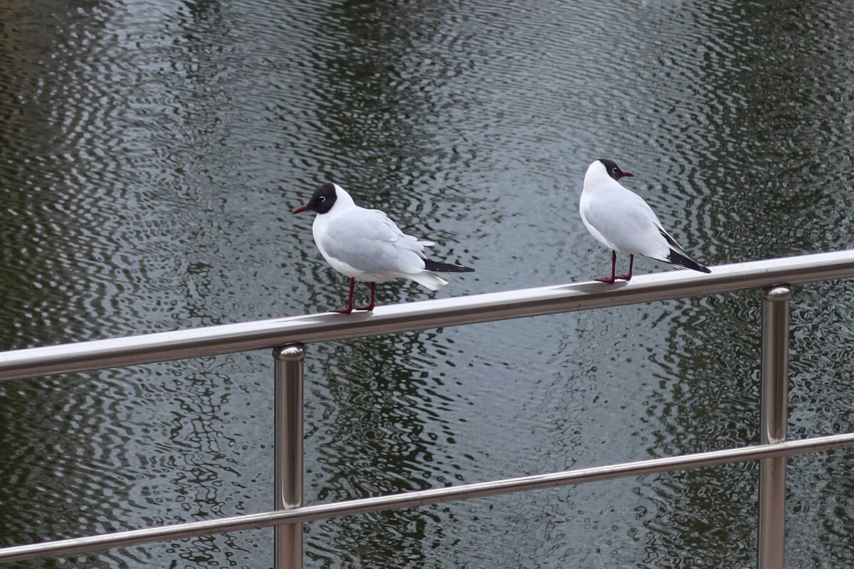 Чайки - Дмитрий И_ Чайки - Дмитрий И_