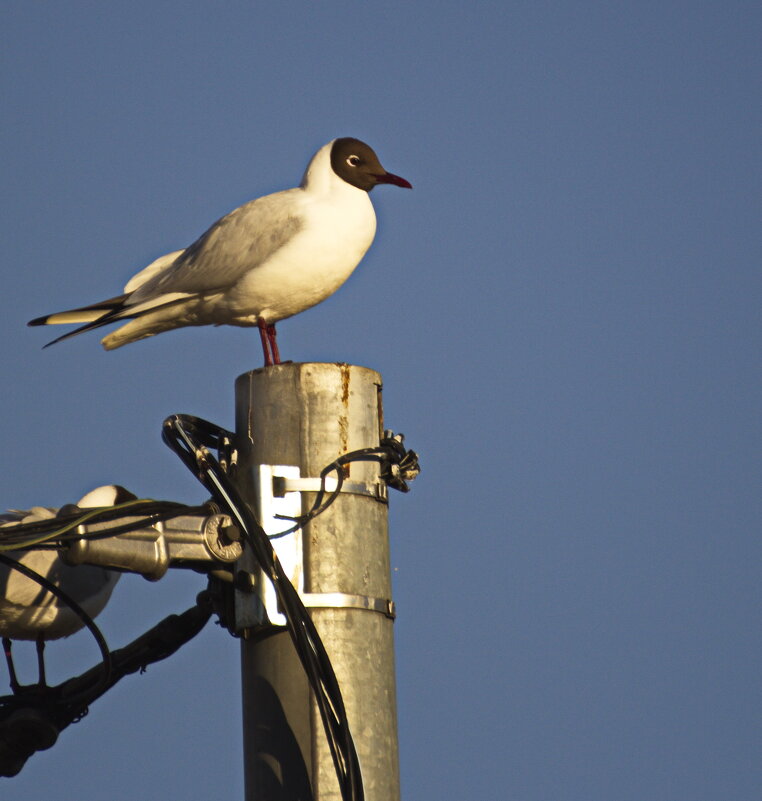 Смотрящая - Владимир Зырянов