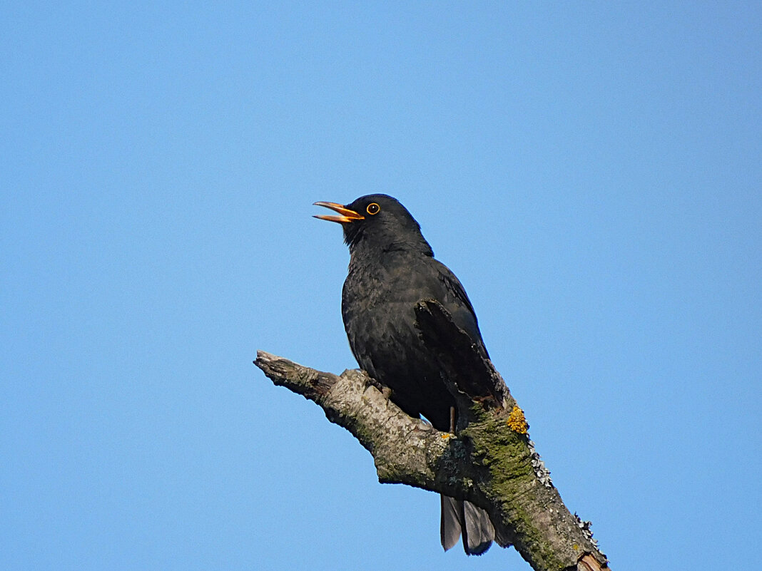 Чёрный дрозд - Лина 