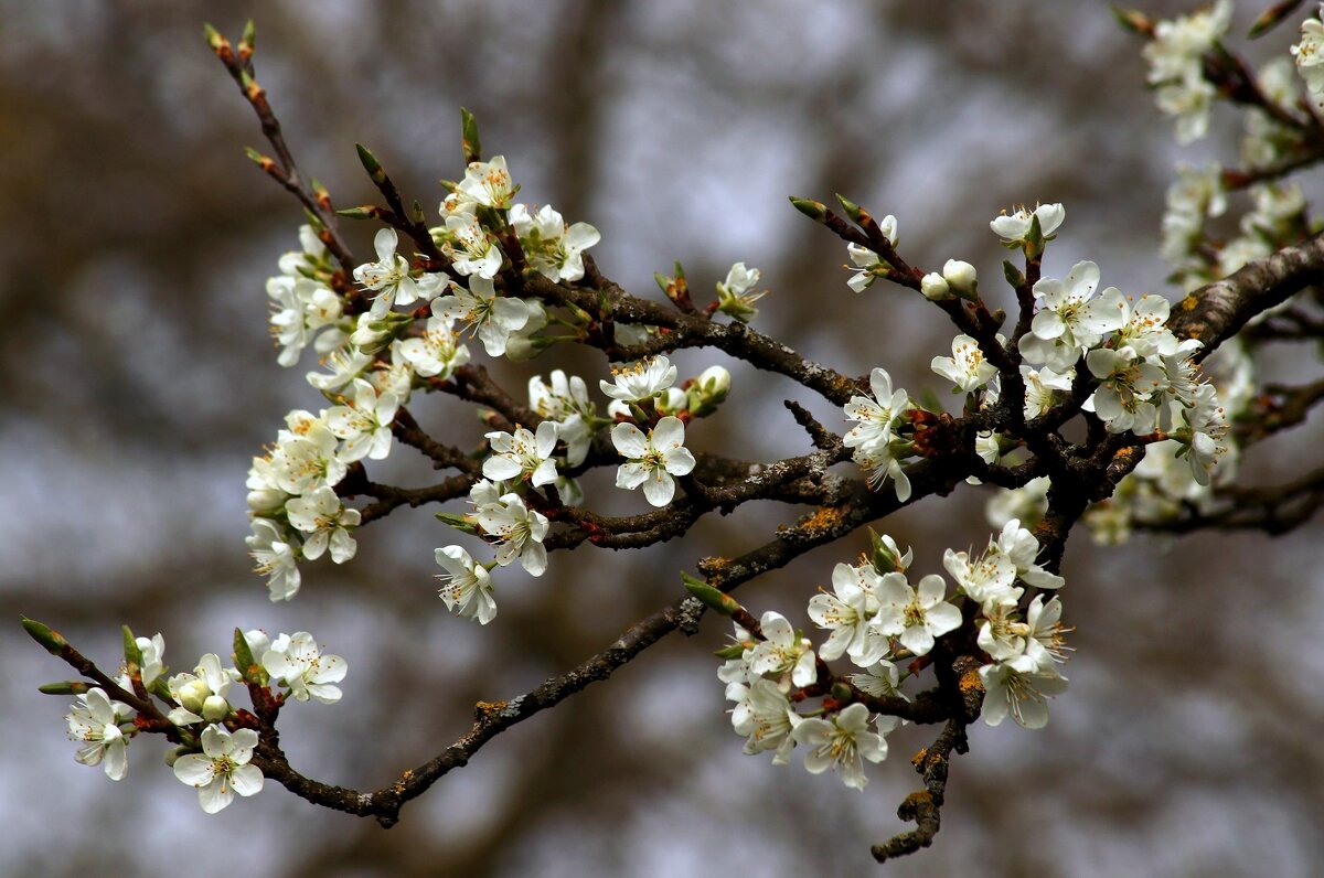 Слива цветёт - Юрий. Шмаков