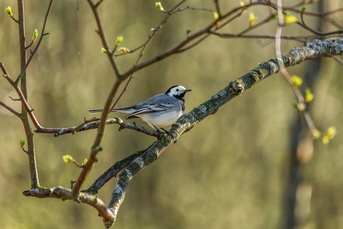 Трясогузка - Владимир Колесников