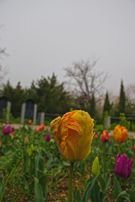 Желтый тюльпанчик - Giant Tao / Желтый тюльпанчик - Giant Tao /