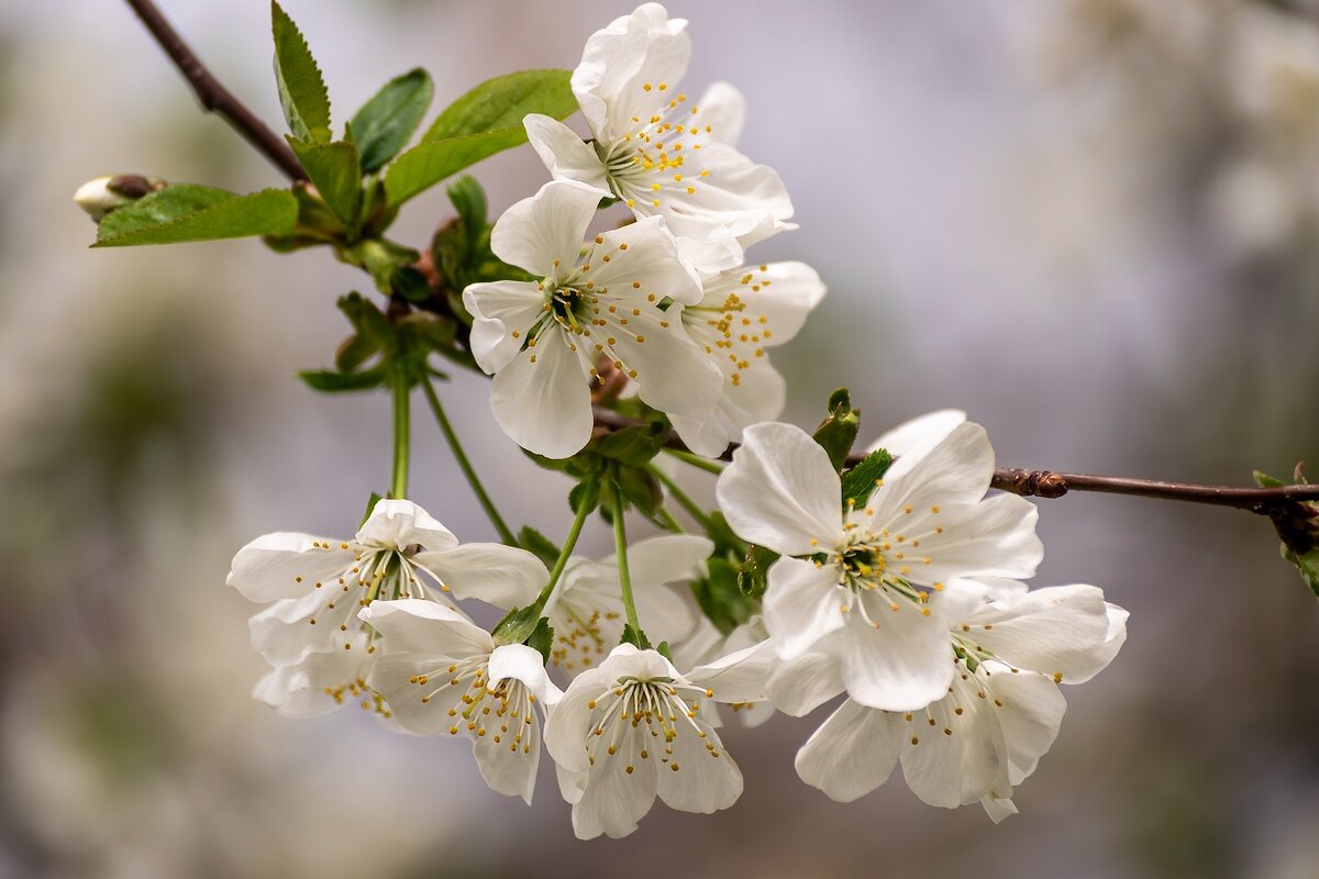 вишня - Игорь Сикорский