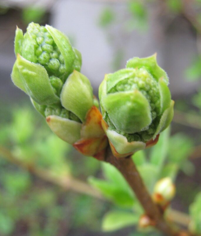 Весеннее - Елена Семигина