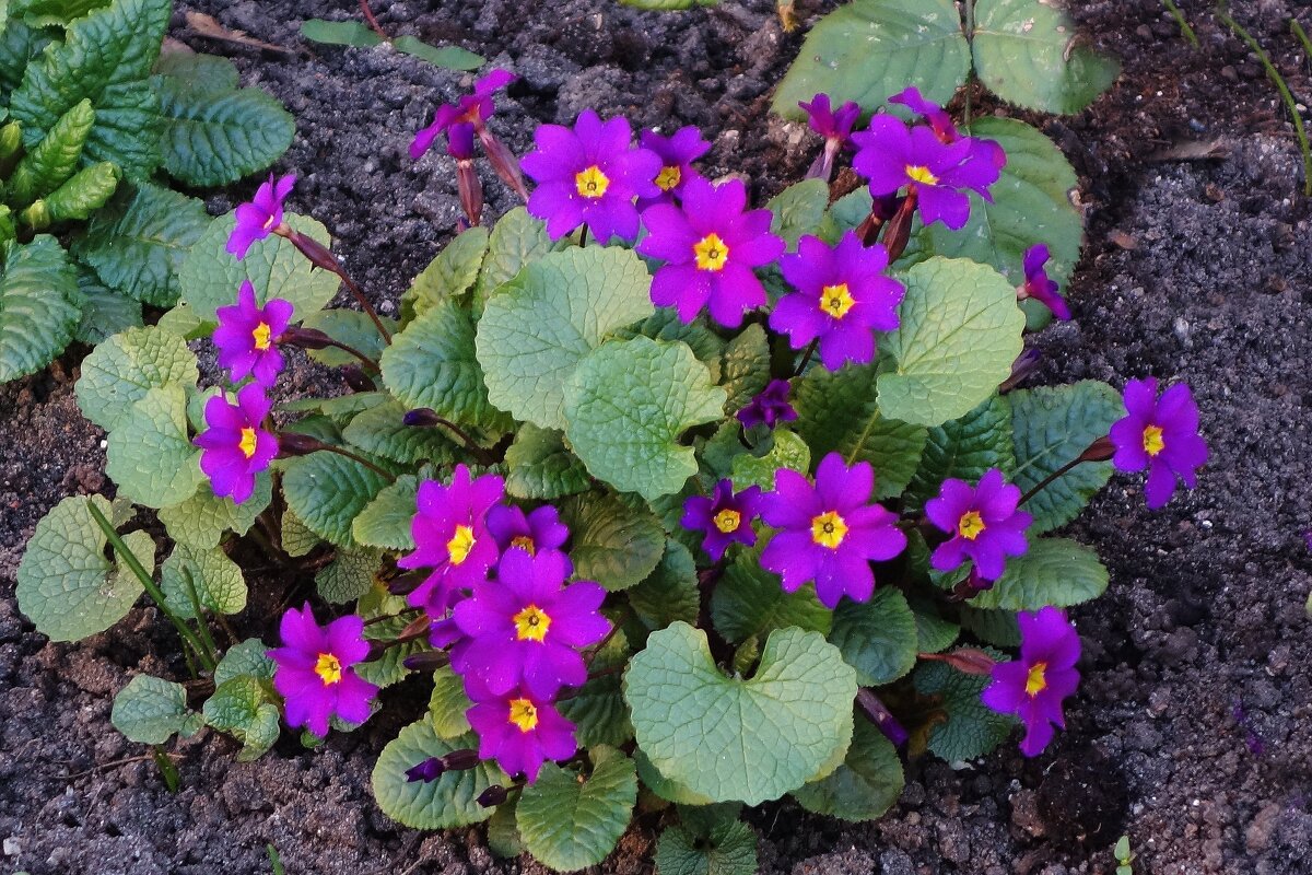 Примула - Рита Симонова Примула - Рита Симонова