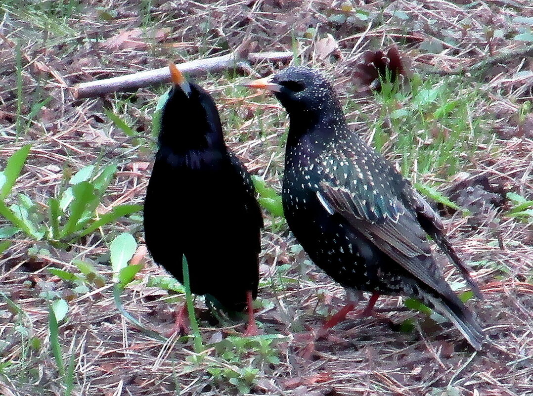 Весенняя песня скворца. - Ольга Довженко