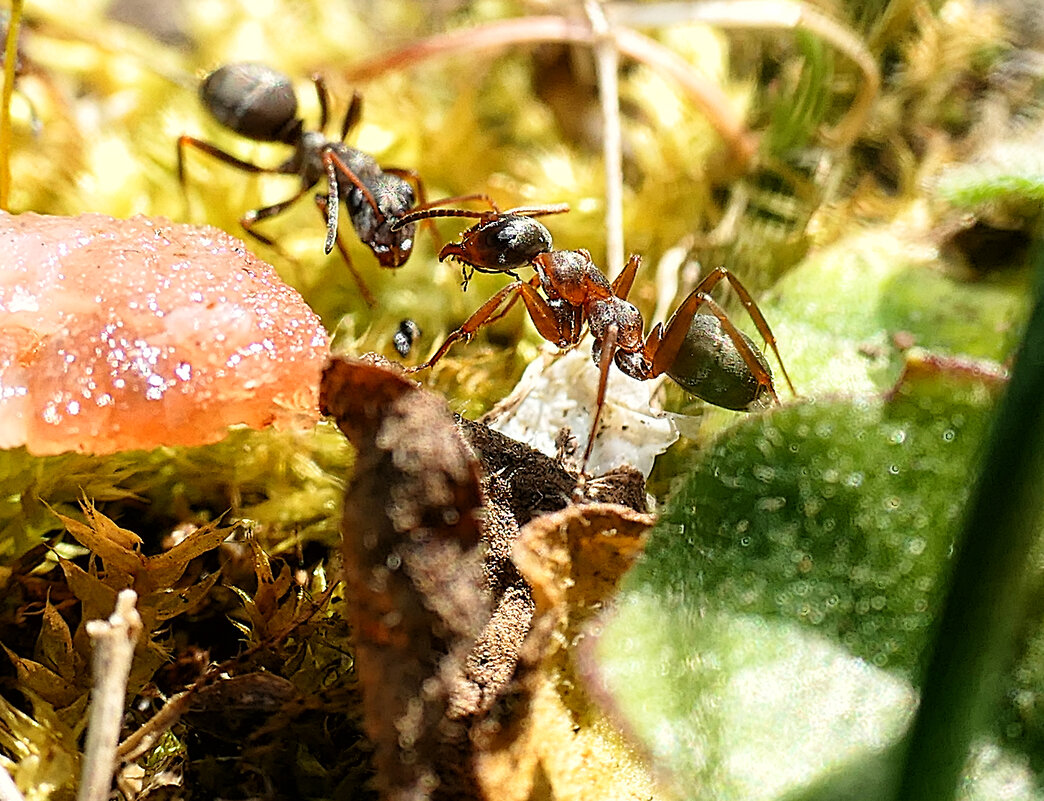 ----------------- - igor G.