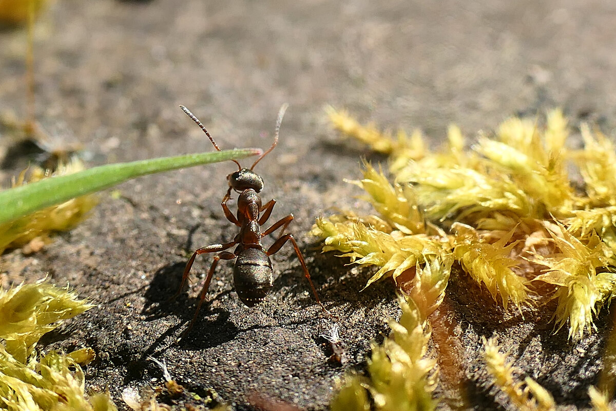 ------------ - igor G.