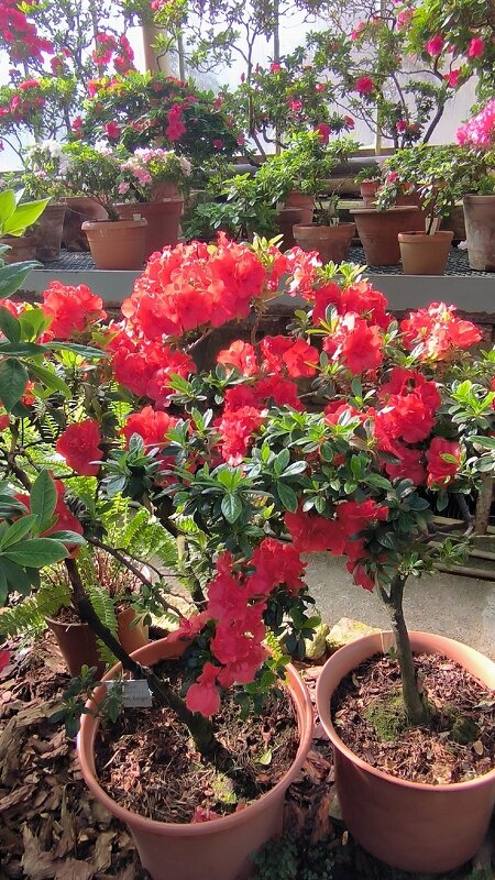 Цветущие субтропики. - Ольга Цветущие субтропики. - Ольга