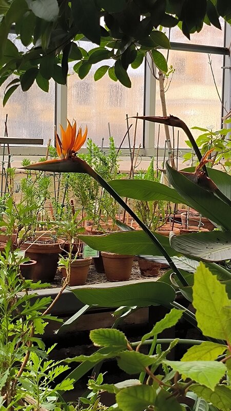 Стрелиция. - Ольга 