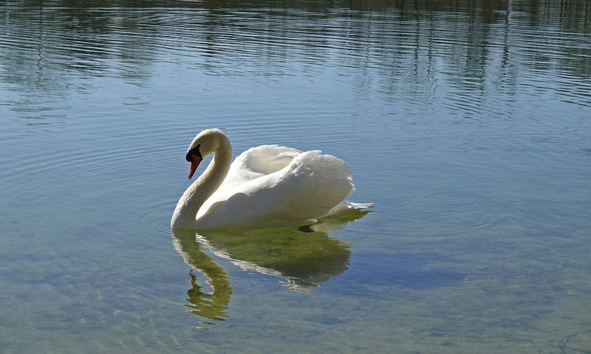 «Белые лебеди - птицы прекрасные!»:... - Галина 