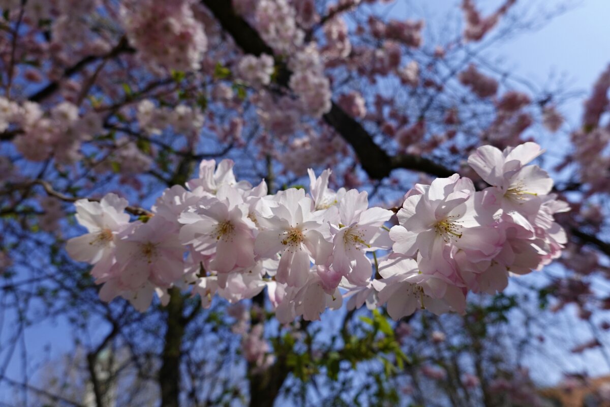 Сердце мое там, в кипени вешних садов - скорее туда! Такахама Кёси... - Галина Сердце мое там, в кипени вешних садов - скорее туда! Такахама Кёси... - Галина