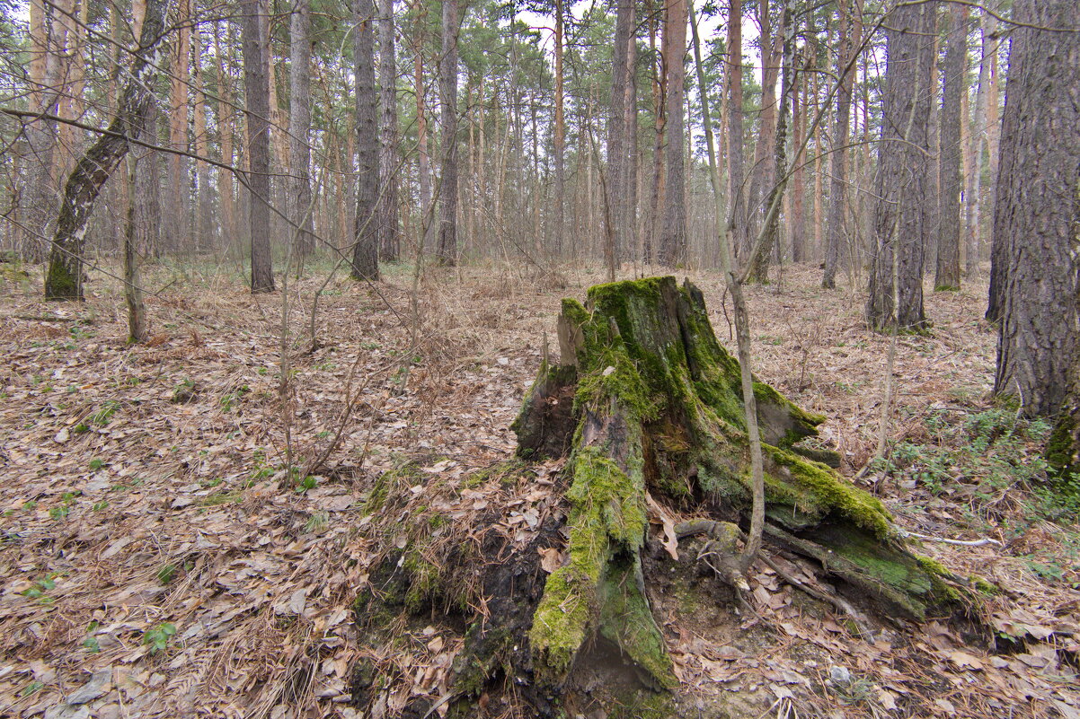 Сказочный.... - Михаил Полыгалов