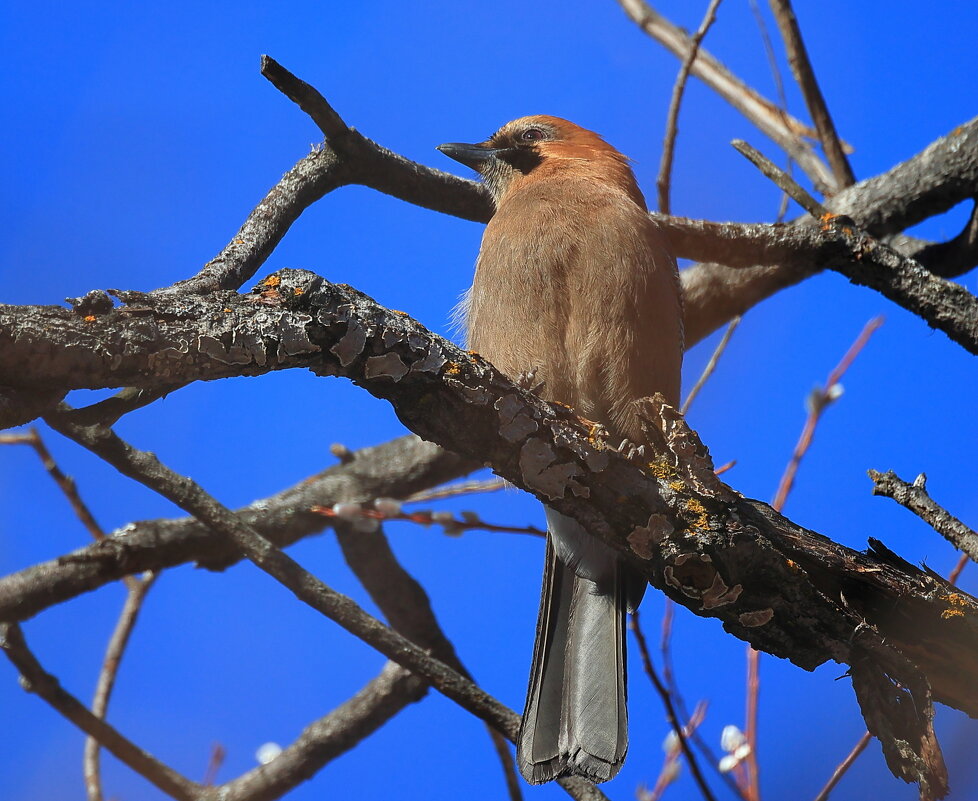 Ждём весну) - Владилен Панченко