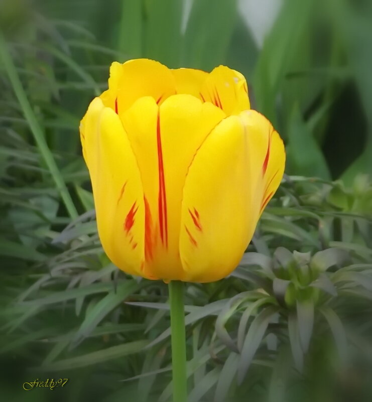 Тюльпан - Freddy 97 Тюльпан - Freddy 97